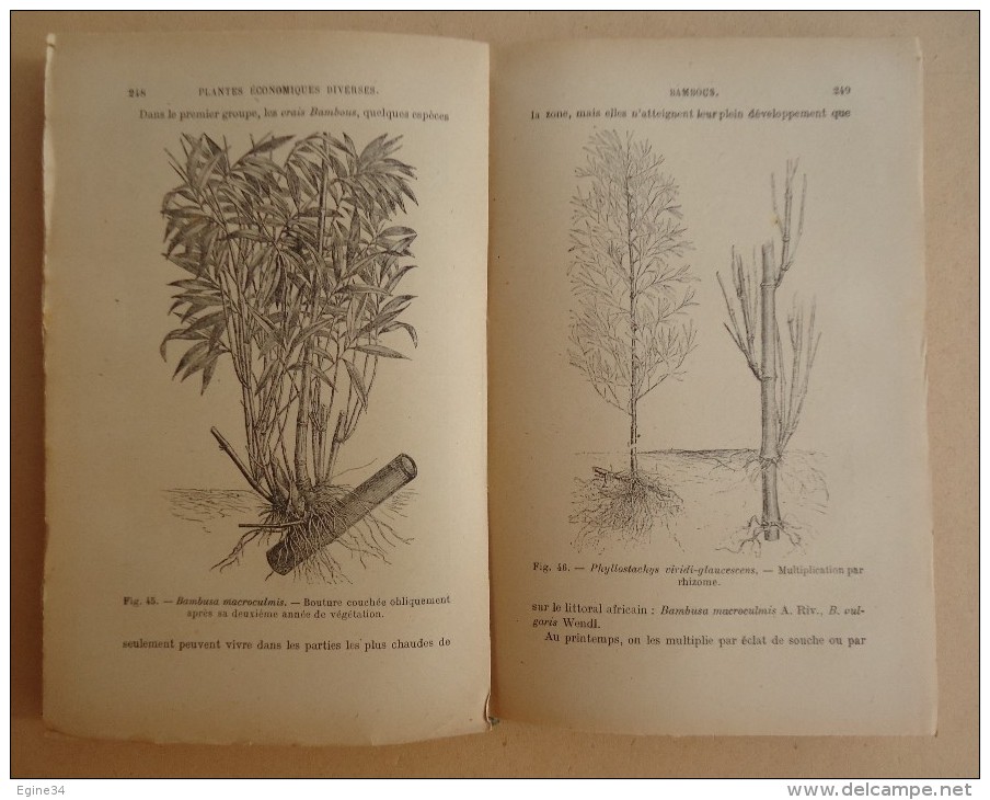 Encyclopédie Agricole - Ch.Rivière & H. Leco - Cultures Du Midi, Algérie, Tunisie, Maroc - 1917 - - Encyclopaedia