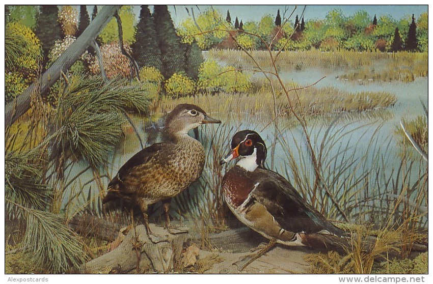 COLORFUL WOOD DUCKS At Call Of The Wild Museum - Gaylord, Michigan (Unused Postcard - USA, 1960's) - Oiseaux