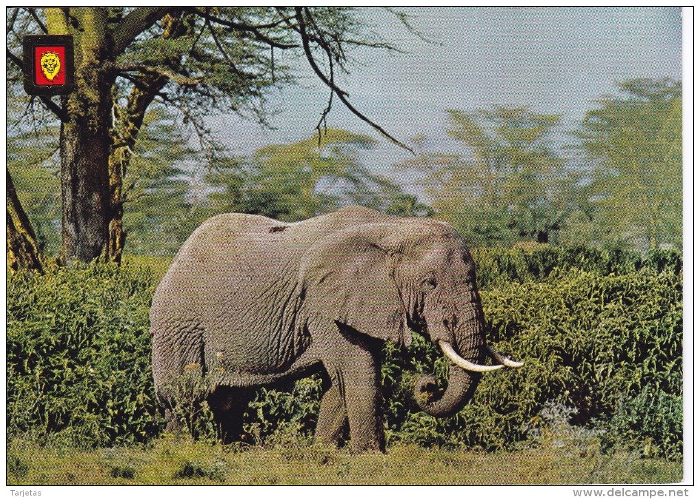 POSTAL DE UN ELEFANTE AFRICANO (ELEPHANT) (ESCUDO DE ORO) - Elefantes