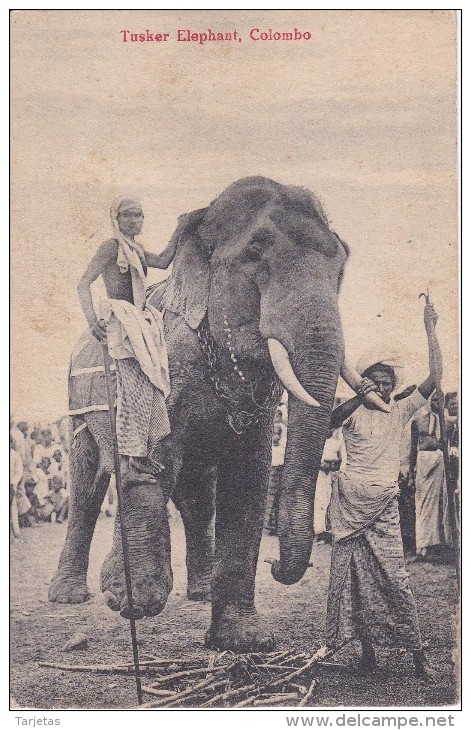 POSTAL DE TUSKER ELEPHANT EN COLOMBO (CEILAN) (ELEFANTE) (PRINTED IN SAXONY) - Sri Lanka (Ceilán)