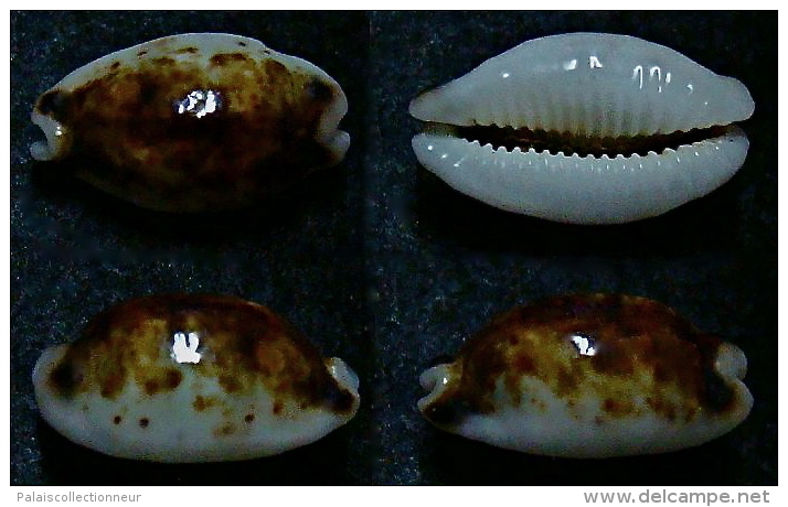 N°5168// CYPRAEA HIRUNDO ROUXI MAXI NIGER "Nelle-CALEDONIE"// GEM : 15,7mm - Coquillages