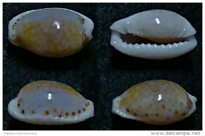 N°5172// CYPRAEA CERNICA TOMLINI RECORD DWARF "Nelle-CALEDONIE"// F+++ : 10,8mm - Coquillages