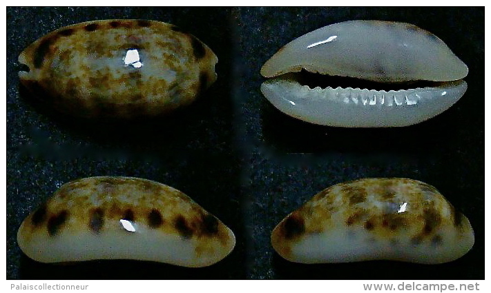 N°5179// CYPRAEA LISTERI MELVILLI M. & H.R. "AUSTRALIE"// GEM : 18,9mm - Coquillages