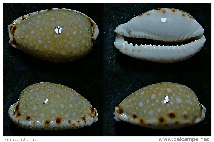 N°5186// CYPRAEA LABROLINEATA V. NASHI "Nelle-CALEDONIE"// GEM : 23,1mm - Coquillages