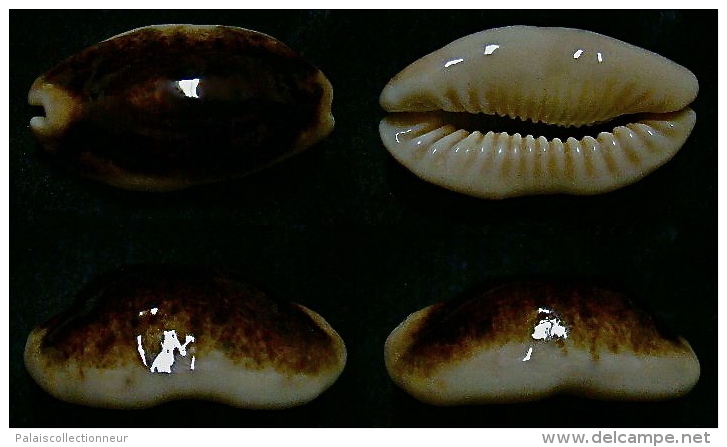 N°5199// CYPRAEA CAURICA THEMA T.N. & H.R. "Nelle-CALEDONIE"// F+++ : 41,6mm - Coquillages