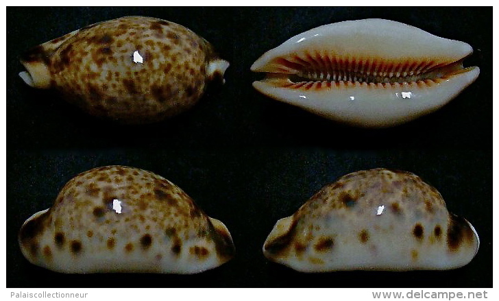 N°5207// CYPRAEA LYNX CALEDONICA  H. R. "Nelle-CALEDONIE"// F+++/GEM : 48mm - Coquillages