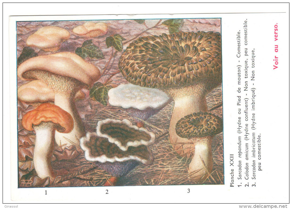 CPSM CHAMPIGNONS D EUROPE SARCODON CALODON PAR ROGER HEIM PUB TERRAMYCINE - Champignons