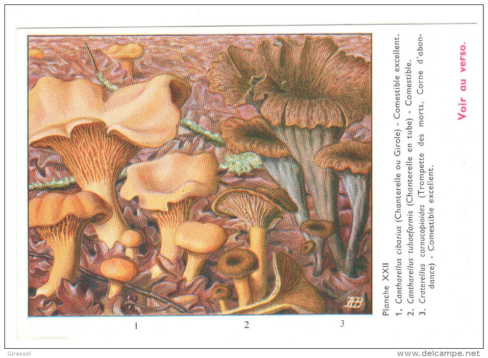 CPSM CHAMPIGNONS D EUROPE CHANTERELLE GIROLLE TROMPETTE MORTS PAR ROGER HEIM PUB TERRAMYCINE - Mushrooms