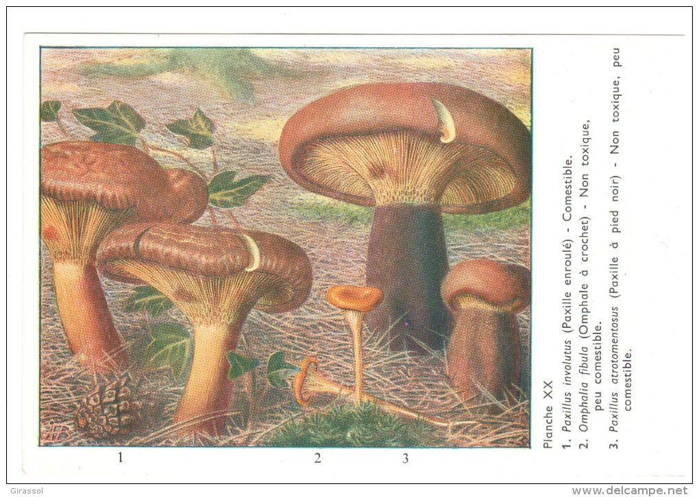 CPSM CHAMPIGNONS D EUROPE PAXILLE OMPHALE  PAR ROGER HEIM PUB TERRAMYCINE - Mushrooms