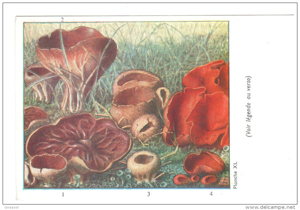 CPSM CHAMPIGNONS D EUROPE PEZIZE ACETABULE  PAR ROGER HEIM PUB TERRAMYCINE - Mushrooms