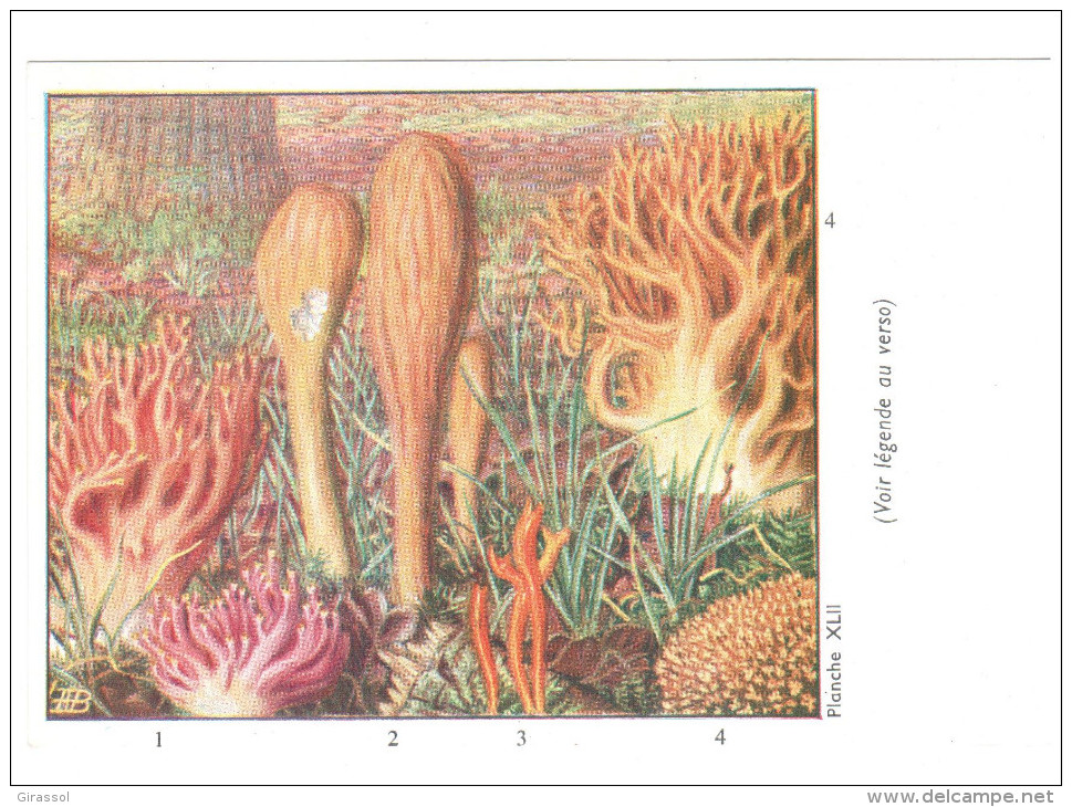 CPSM CHAMPIGNONS D EUROPE CLAVAIRE CALOCERE   PAR ROGER HEIM PUB TERRAMYCINE - Mushrooms