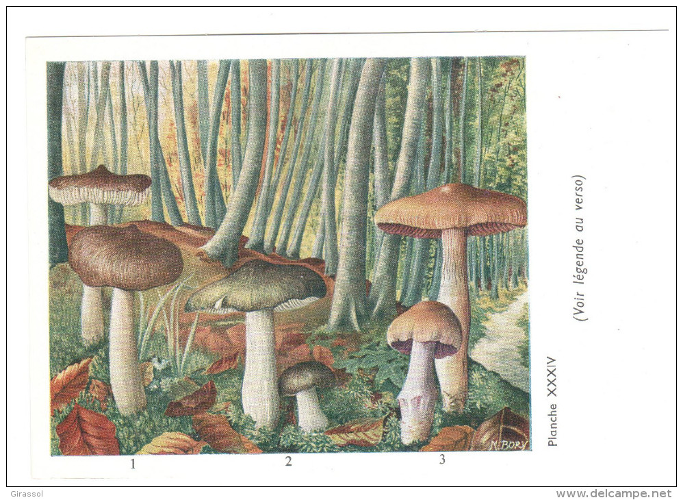 CPSM CHAMPIGNONS D EUROPE  TRICHOLOME CORTINAIRE  PAR ROGER HEIM PUB TERRAMYCINE - Champignons