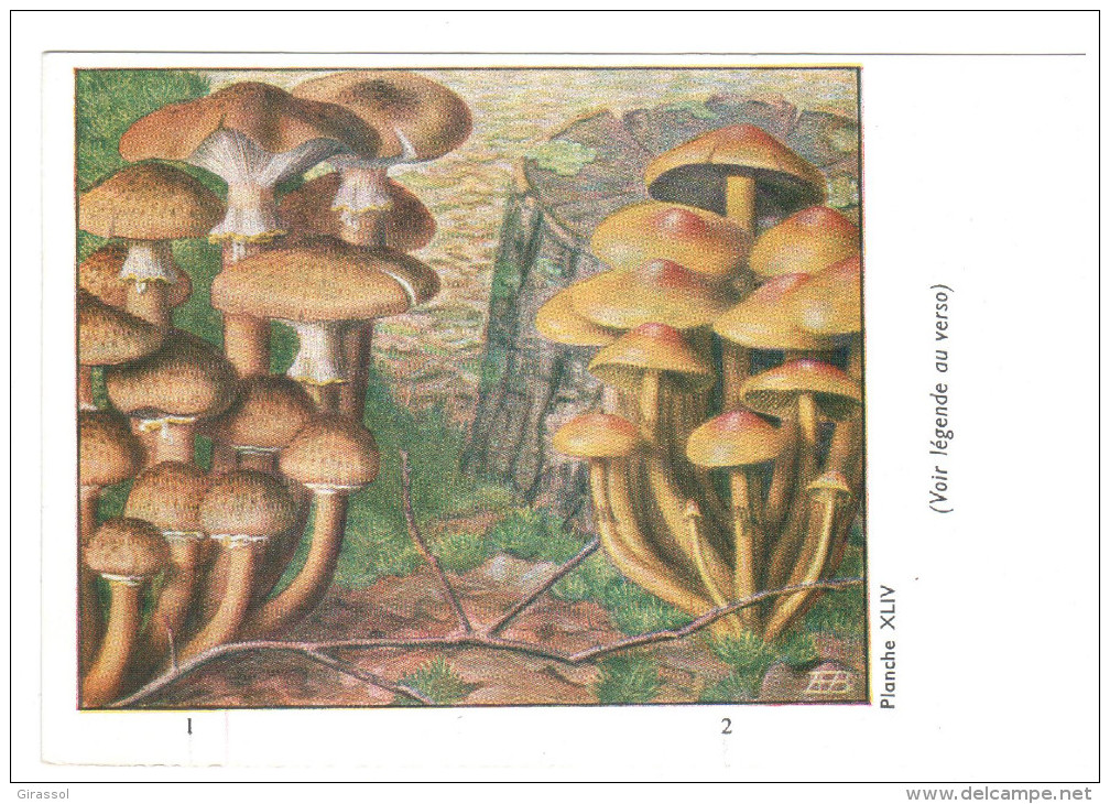 CPSM CHAMPIGNONS D EUROPE ARMILLAIRE HYPHOLOME  PAR ROGER HEIM PUB TYZINE - Mushrooms