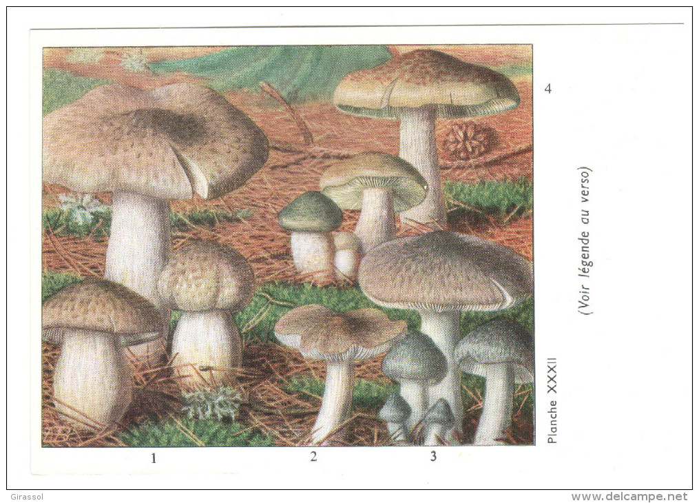 CPSM CHAMPIGNONS D EUROPE TRICHOLOME DIVERS  PAR ROGER HEIM PUB TYZINE - Mushrooms