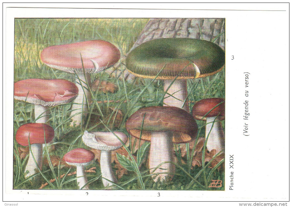 CPSM CHAMPIGNONS D EUROPE RUSSULE AUTRES  PAR ROGER HEIM PUB TYZINE - Champignons