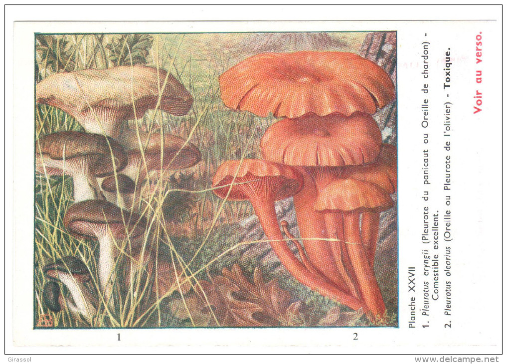 CPSM CHAMPIGNONS D EUROPE PLEUROTE  PAR ROGER HEIM PUB TERRAMYCINE - Hongos