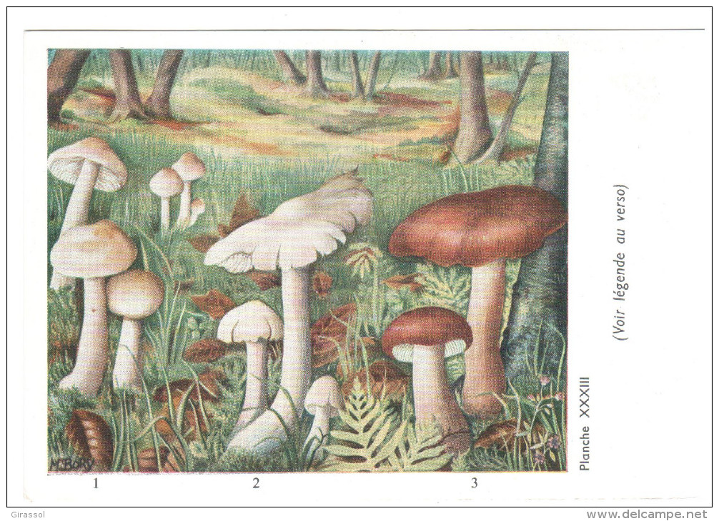 CPSM CHAMPIGNONS D EUROPE TRICHOLOME COLOMBETTE  PAR ROGER HEIM PUB POLYMYXINE - Paddestoelen