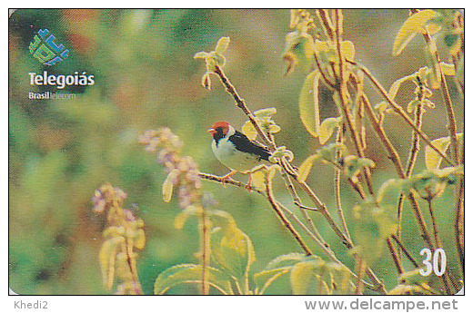 Télécarte Brésil - Animal - OISEAU / Chardonneret - Song Bird Brazil Phonecard - Vogel Telefonkarte - 4211 - Passereaux