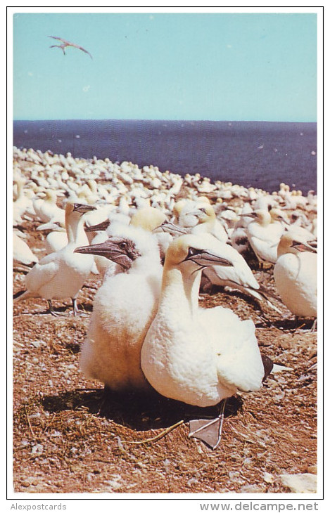 MOTHER AND BABY GANNET, Bonaventure Island Bird Sanctuary - Le Fous De Bassan (Unused Postcard - Canada, 1960´s) - Oiseaux