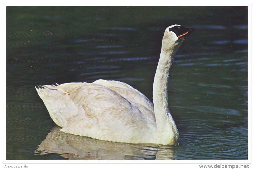 TRUMPETER SWAN - Olor Buccinator. The 4th Rarest Bird In U.S. (Unused Postcard - USA, 1960´s) - Oiseaux