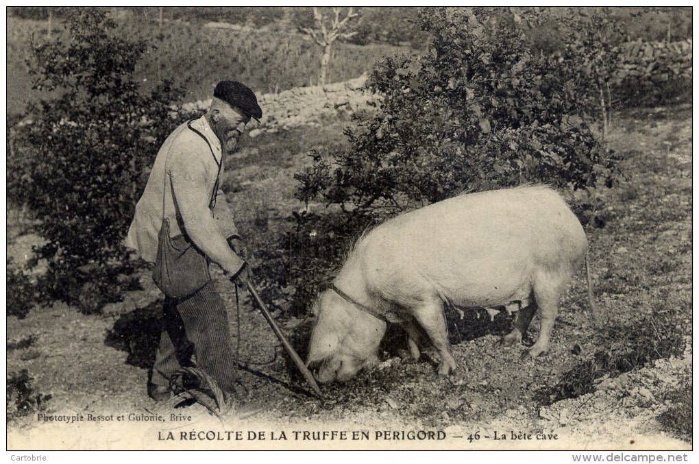 24 Récolte De La Truffe En Périgord La Bête Cave- Personnage Et Son Cochon Truie - Autres & Non Classés