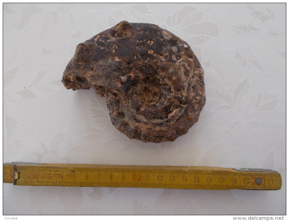 AMMONITE GENRE MAMMITES.ENVIRON 90 MILLIONS D'ANNEES. - Fossiles