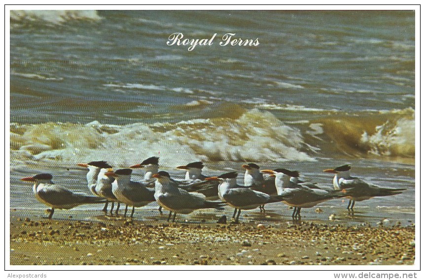 ROYAL TERNS - Thalasseus Maximus (Unused Postcard - USA, 1960´s) - Oiseaux