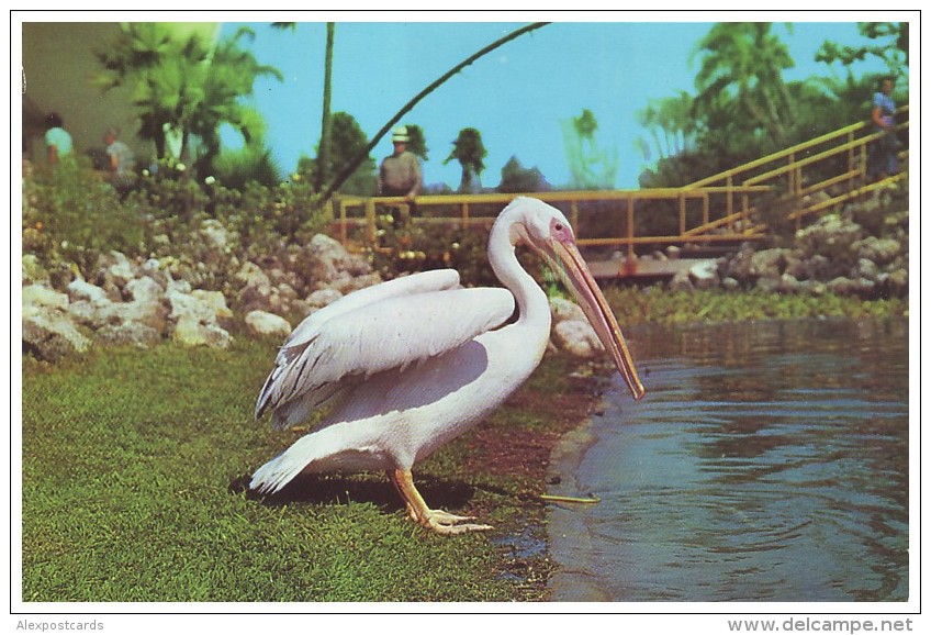 PELICAN PETE - Pelecanus Onocrotalus. Bush Gardens, TAMPA, FLORIDA (Unused Postcard - USA, 1960´s) - Oiseaux