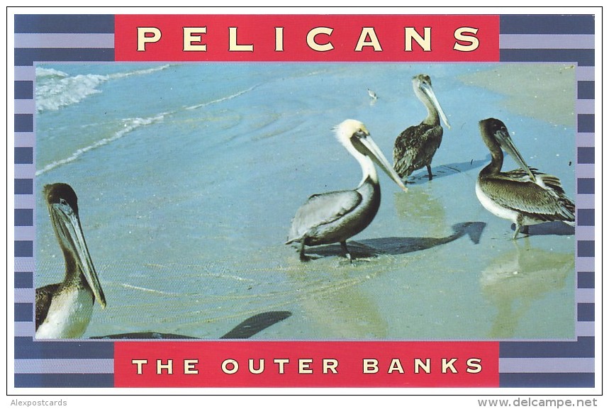 PELICANS, THE OUTER BANKS OF NORTH CAROLINA (Unused Postcard - USA) - Oiseaux