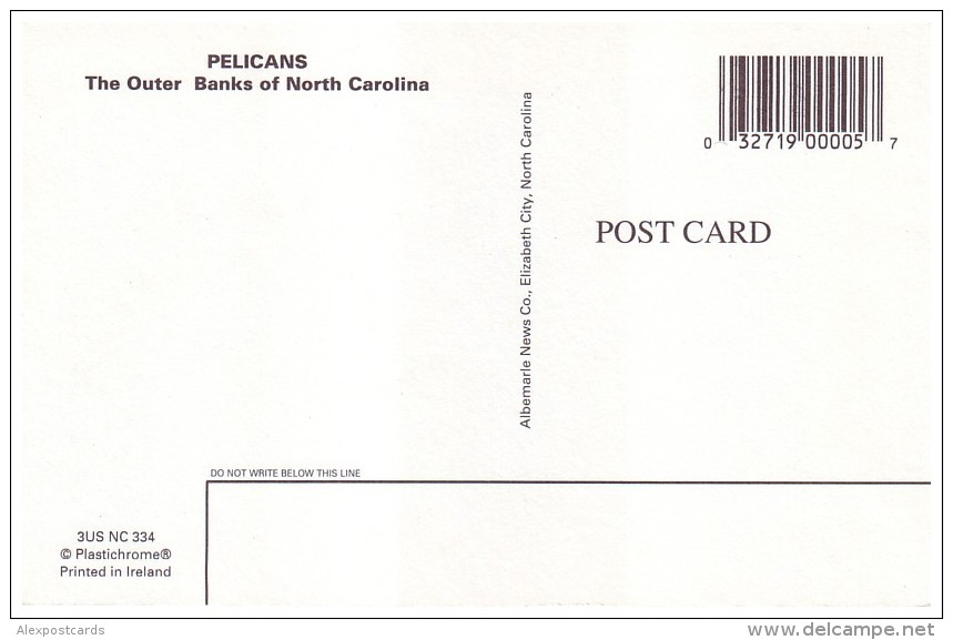 PELICANS, THE OUTER BANKS OF NORTH CAROLINA (Unused Postcard - USA) - Oiseaux