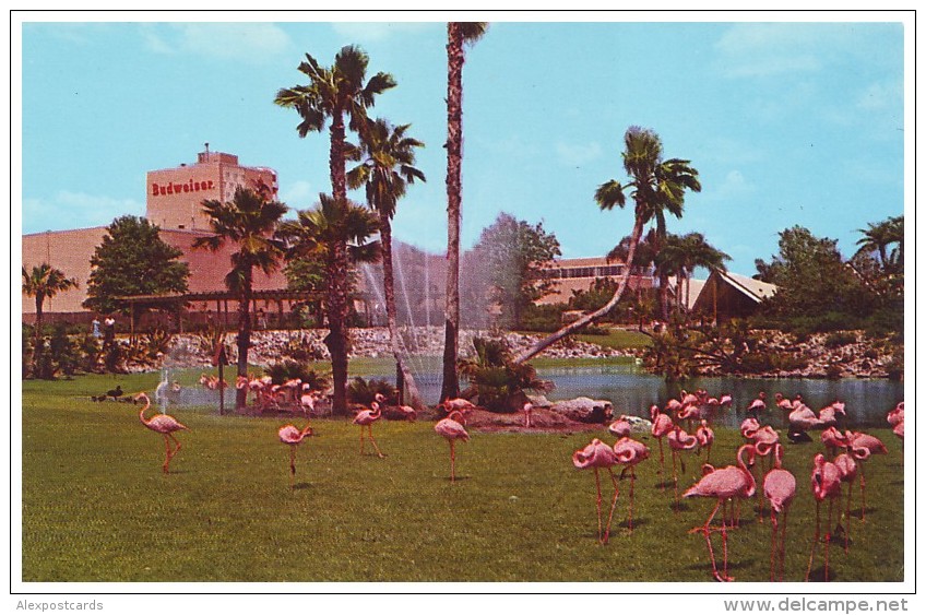 FLAMINGOS In Colorful Busch Gardens - TAMPA, FLORIDA (Unused Postcard - USA, 1960´s) - Birds