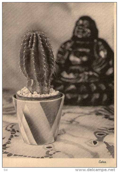 A 4046 -  Fiori - Cactusses