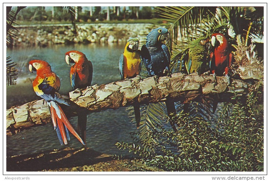 COLORFUL MACAWS Strike A Pose At Busch Gardens - TAMPA, FLORIDA (Unused Postcard - USA) - Oiseaux