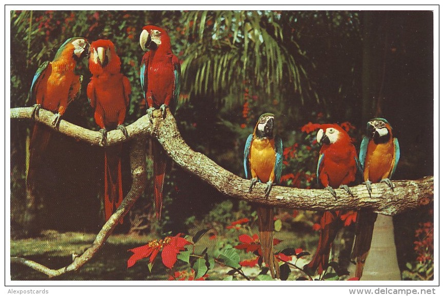 PARROTS. COLORFUL MACAWS At Parrot Jungle - MIAMI, FLORIDA (Unused Postcard - USA) - Oiseaux