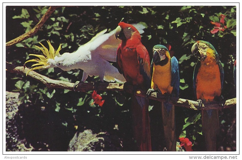BEAUTIFUL CRESTED COCKATOO And MACAW At Parrot Jungle - MIAMI, FLORIDA (Unused Postcard - USA) - Oiseaux