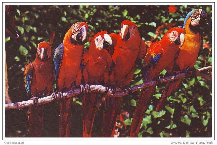 PARROTS. MACAW At Parrot Jungle - MIAMI, FLORIDA (Unused Postcard - USA) - Oiseaux