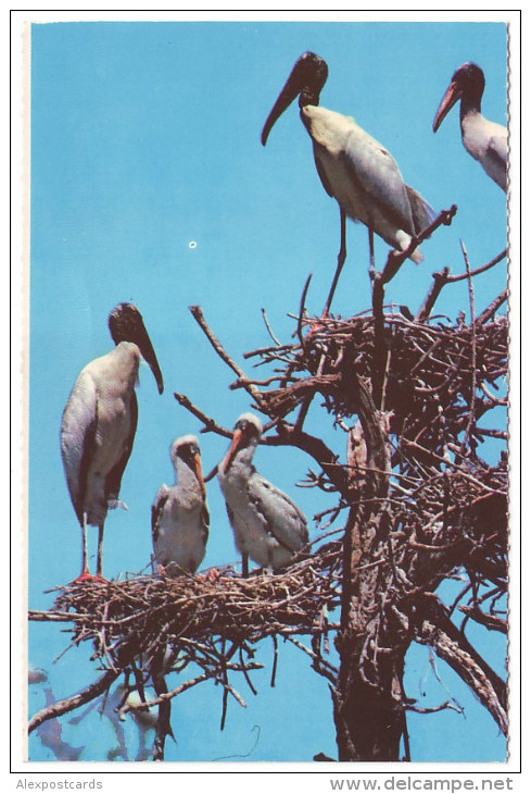 WOOD IBIS ROOKERY - Everglades National Park, Florida (Unused Postcard - USA) - Oiseaux