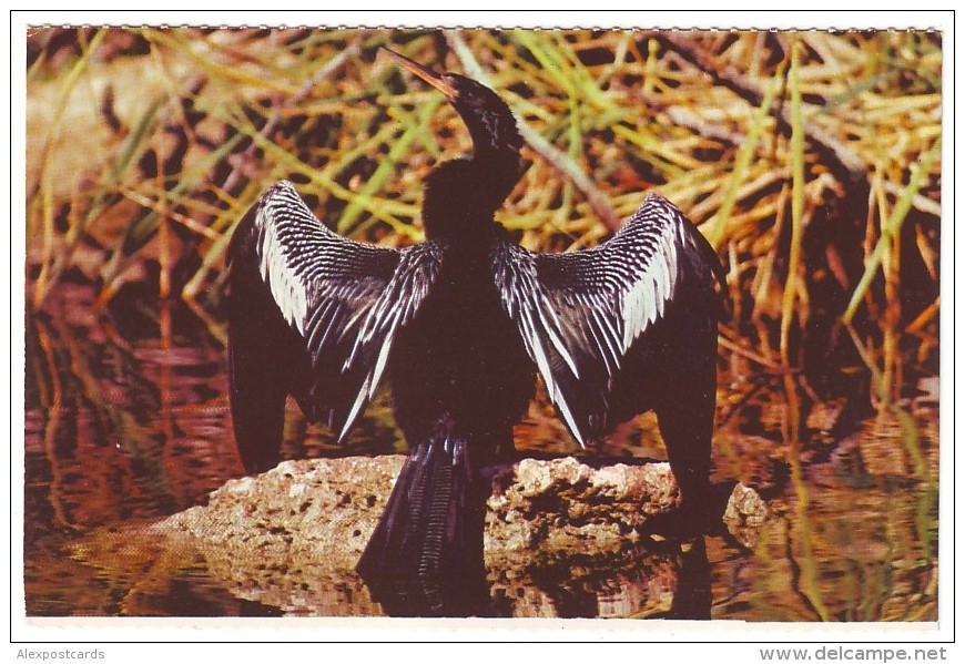 ANHINGA - Everglades National Park, Florida (Unused Postcard - USA) - Oiseaux