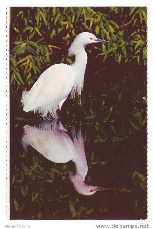 SNOWY EGRET - Everglades National Park, Florida (Unused Postcard - USA) - Oiseaux