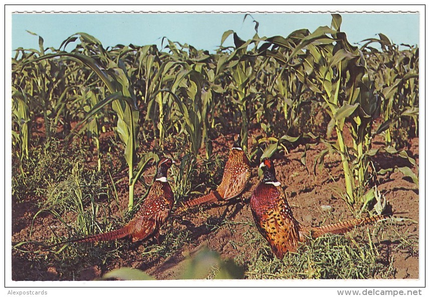 CHINESE RING-NECK PHEASANTS - South Dakota (Unused Postcard - USA) - Pájaros