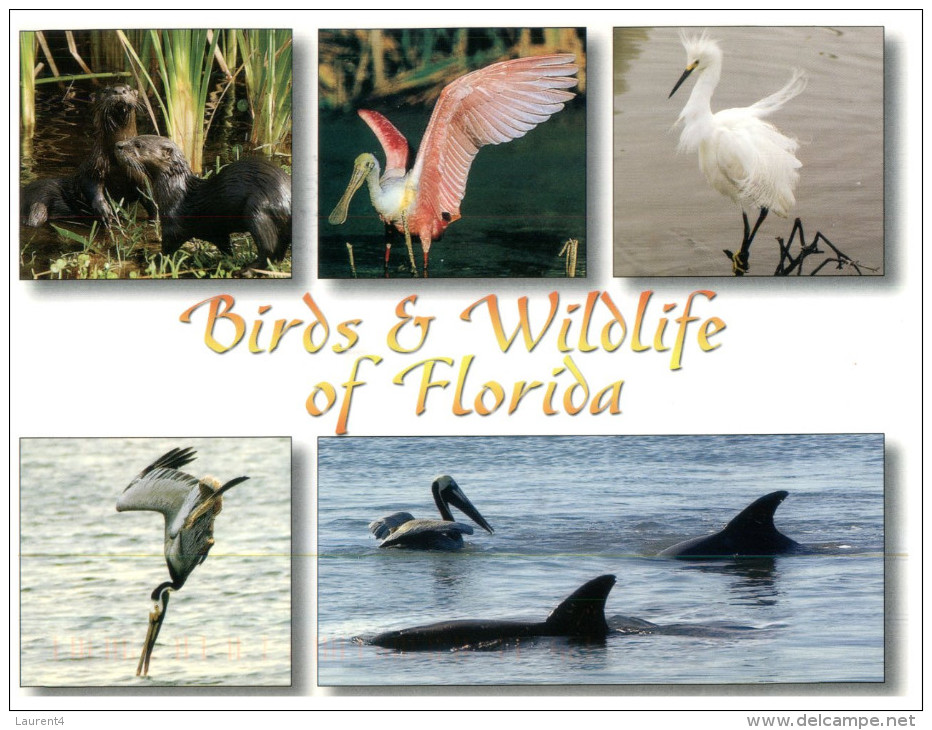 (106) FLorida Birds And Dolphin - Oiseaux