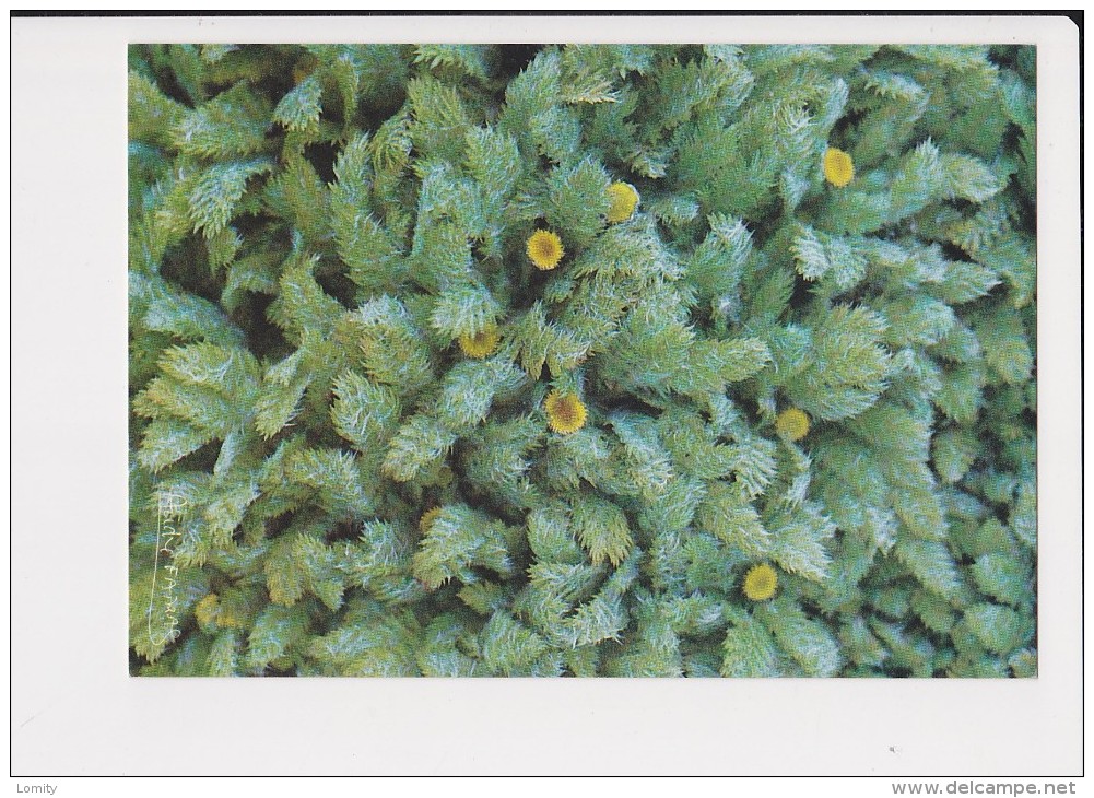 Taaf Cotula Plumosa Kerguelen  Photo André Fatras 1985 - TAAF : French Southern And Antarctic Lands