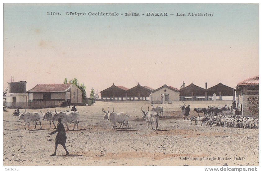 Afrique - Sénégal - Dakar - Abattoirs - Sénégal