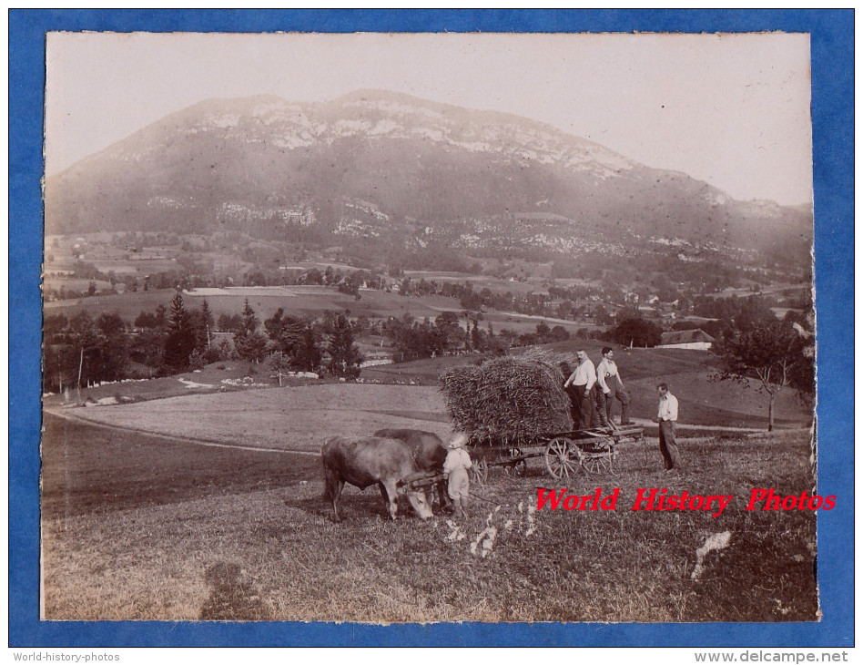 Photo Ancienne - LA MOTTE En BAUGES / LE CHATELARD - Attelage Agricole De Boeufs - Agriculture - SUPERBE - Autres & Non Classés