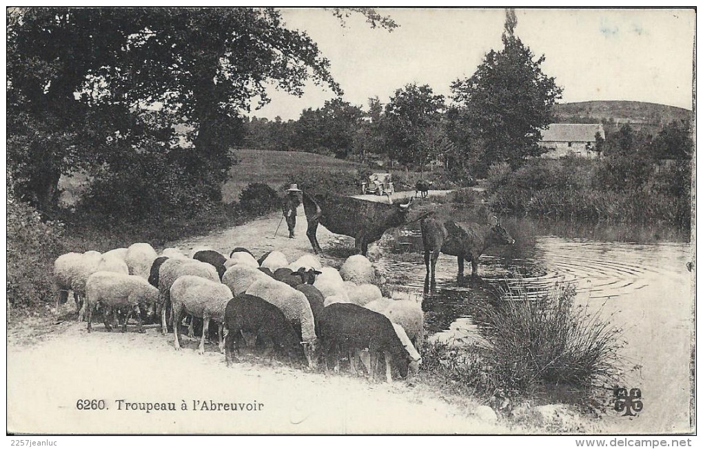 CP - Troupeau à L'Abrevoir - Elevage