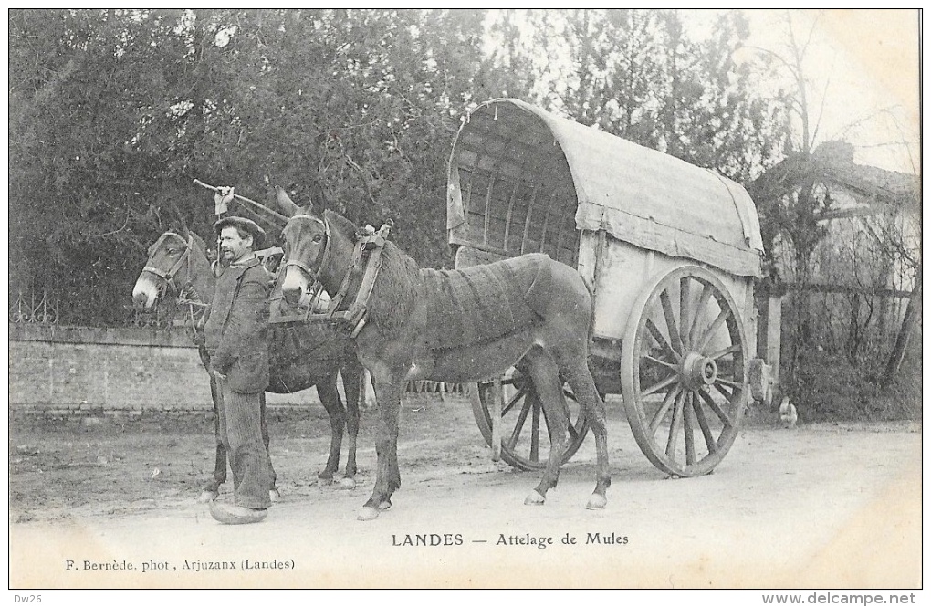 Landes - Attelage De Mules - Edition F. Bernède - Carte Non Circulée - Attelages