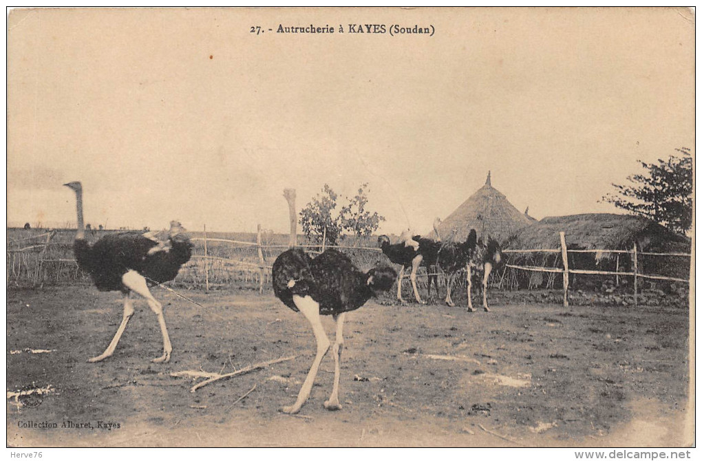 SOUDAN - Autrucherie à KAYES - Autruche - Sudan