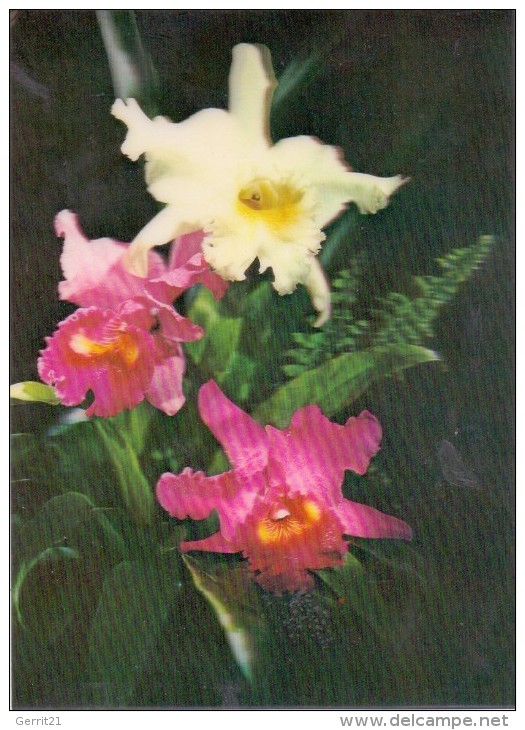 3D - Orchids - Toppan - Other & Unclassified