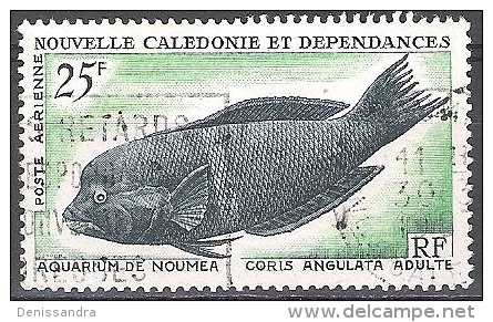 Nouvelle-Calédonie 1965 Yvert Poste Aérienne 83 O Cote (2015) 6.50 Euro Poisson Coris Angulata Adulte Cachet Rond - Used Stamps