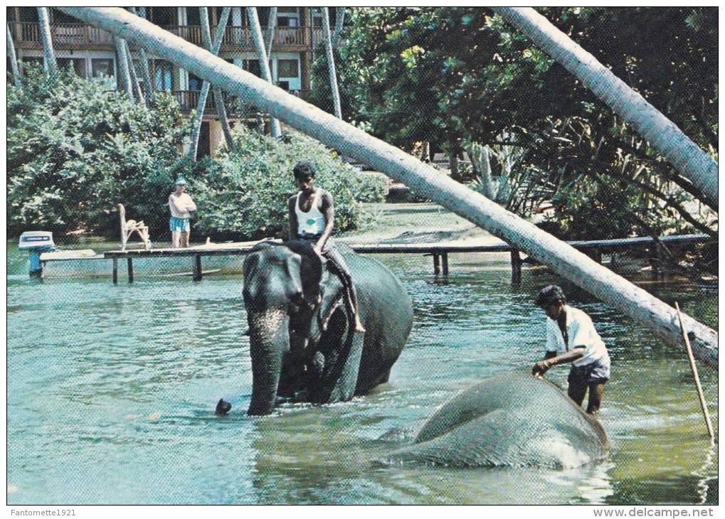 ELEPHANT BATHING SRI LANKA (dil176) - Sri Lanka (Ceylon)